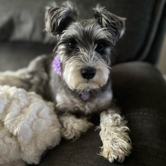 Meet your Posher, Stephanie - Picture 2 of 4